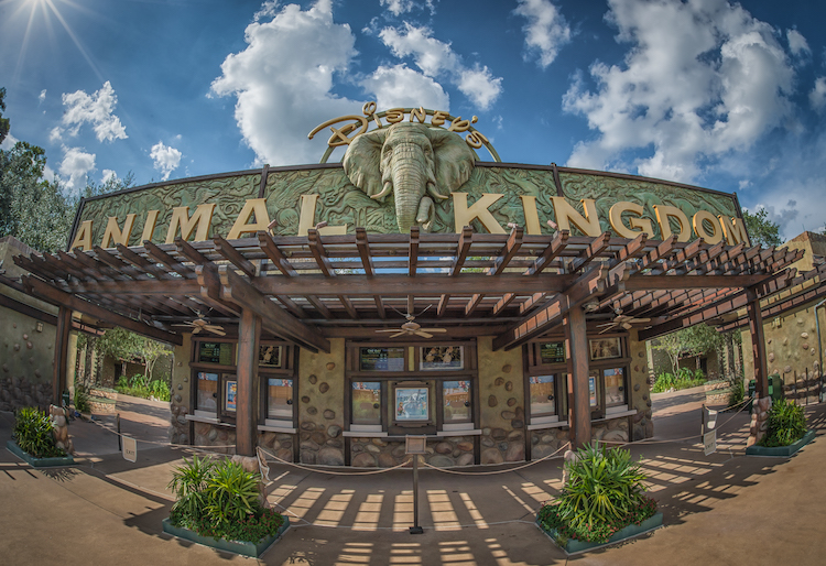 Disney's Animal Kingdom Transportation