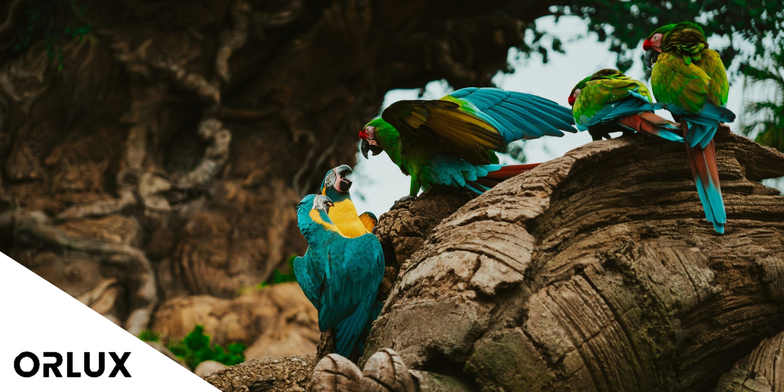 Animal Kingdom Transportation